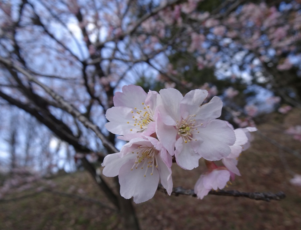 20240310花7