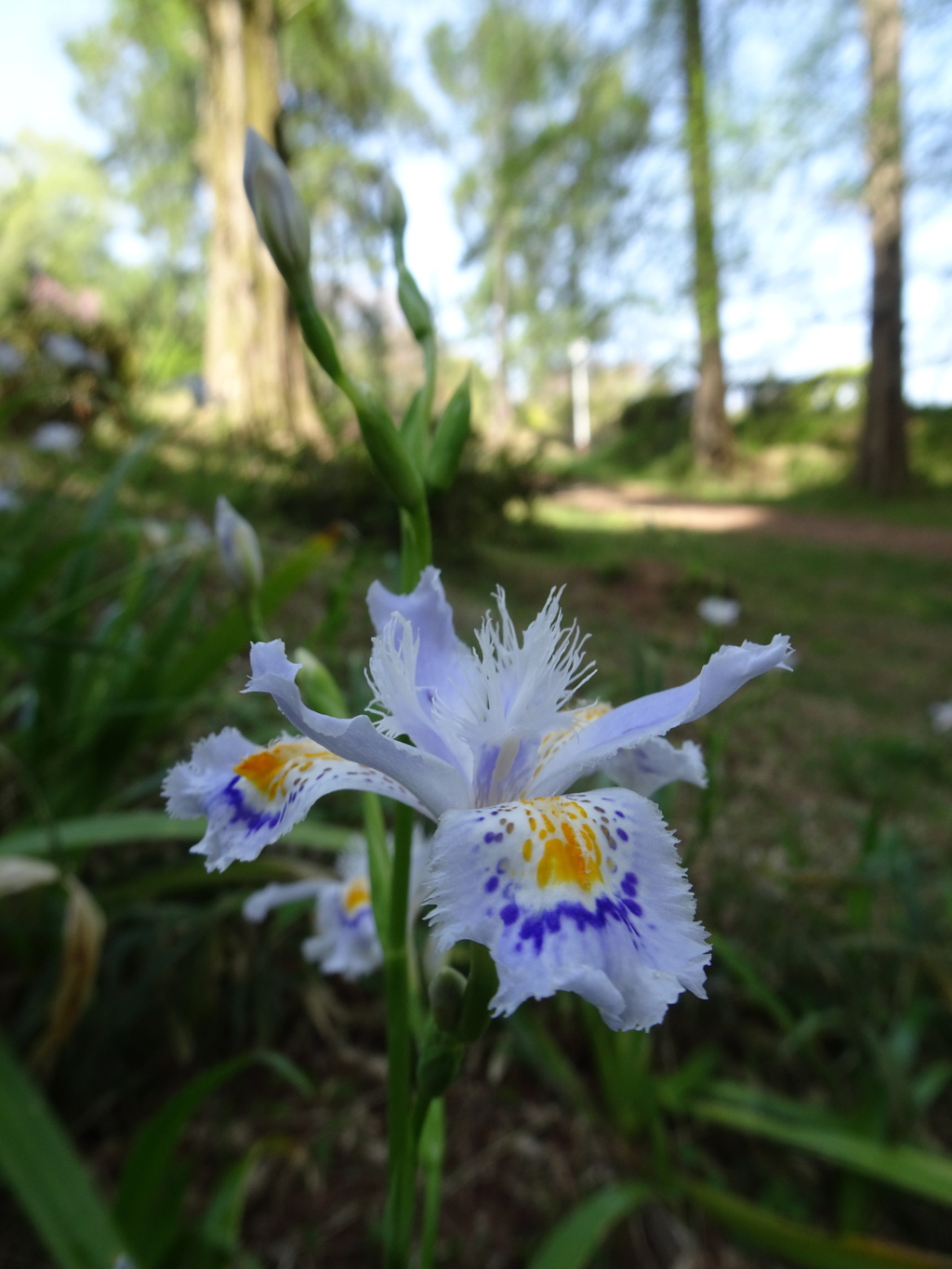 20240414花27