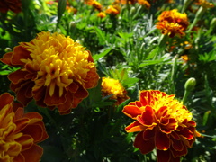 20240801花8
