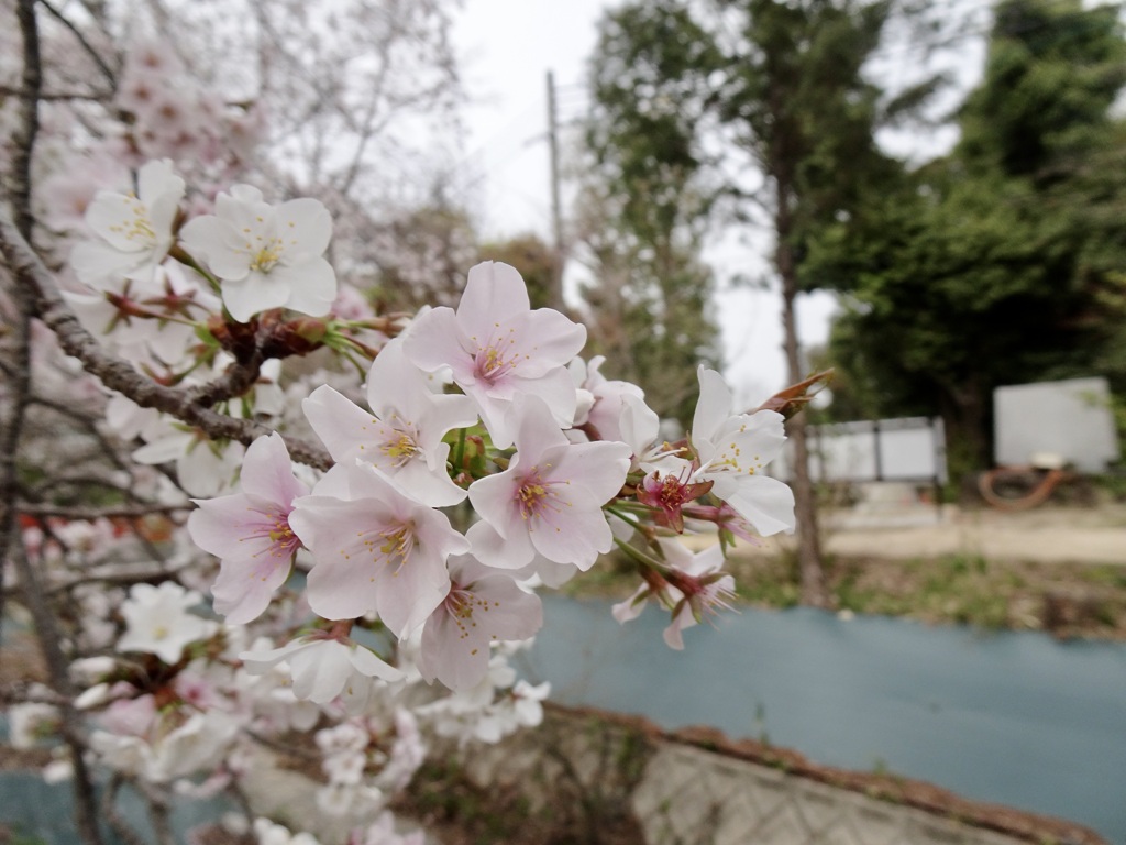 20240402花4