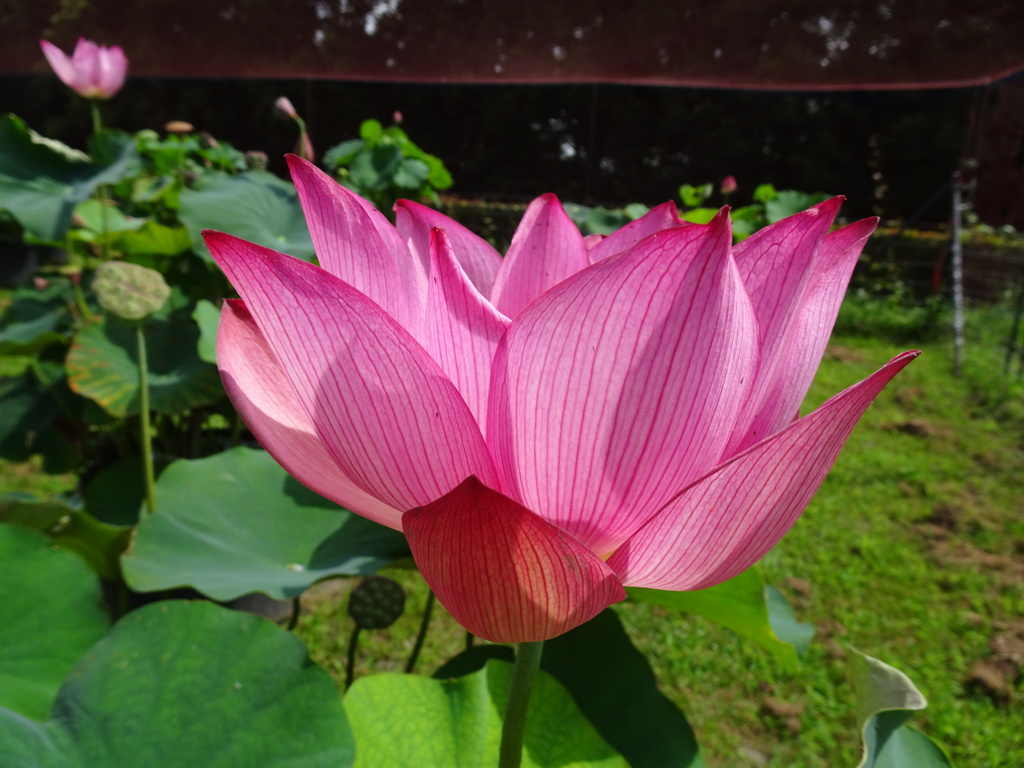 20240720花8