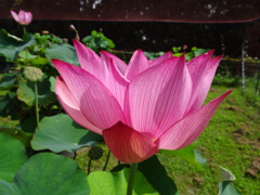 20240720花8