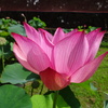 20240720花8