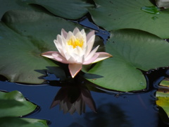 20240811花5