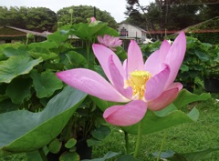 20240703花16