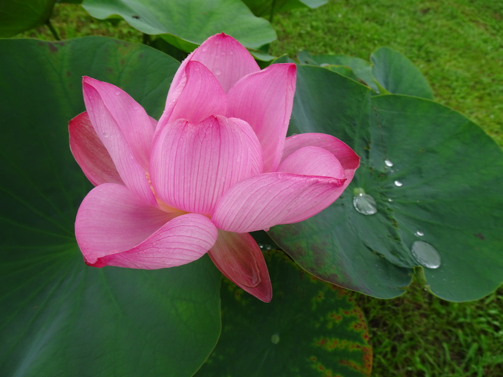 20240623花14