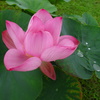 20240623花14