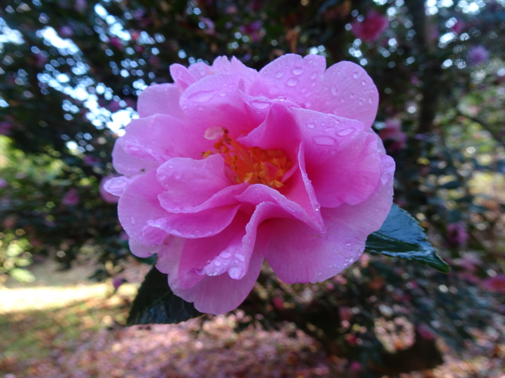 20231206花9