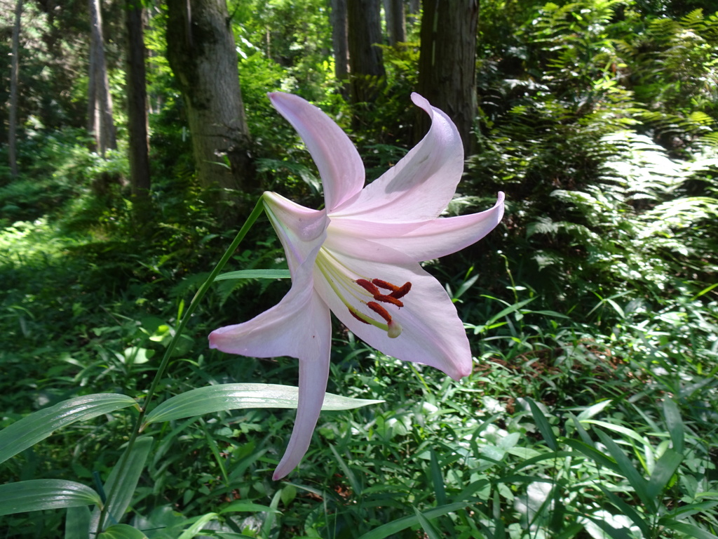20240529花33