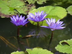 20240706花29