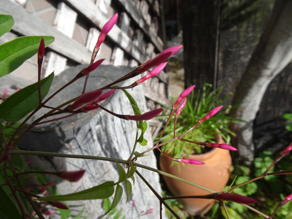 20240420花22