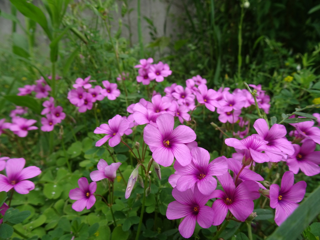 20240424花5