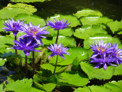 20240801花14