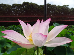 20240710花6