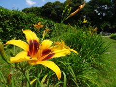 20240607花9