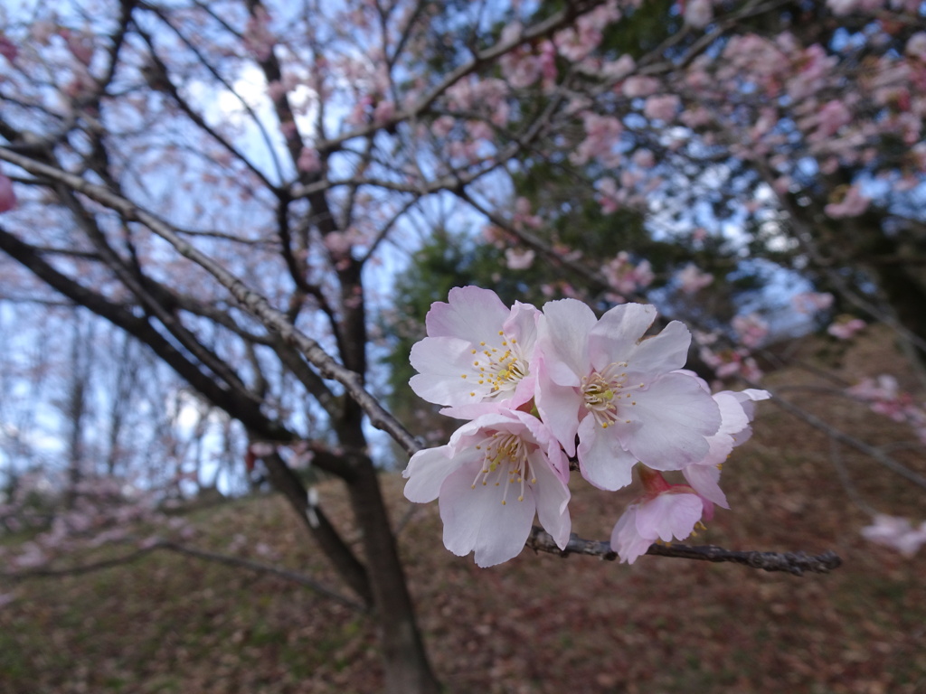 20240310花8