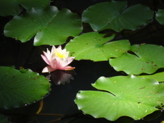20240801花10