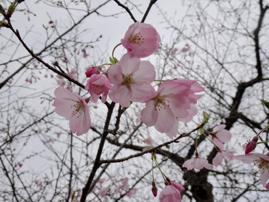 20240331花11
