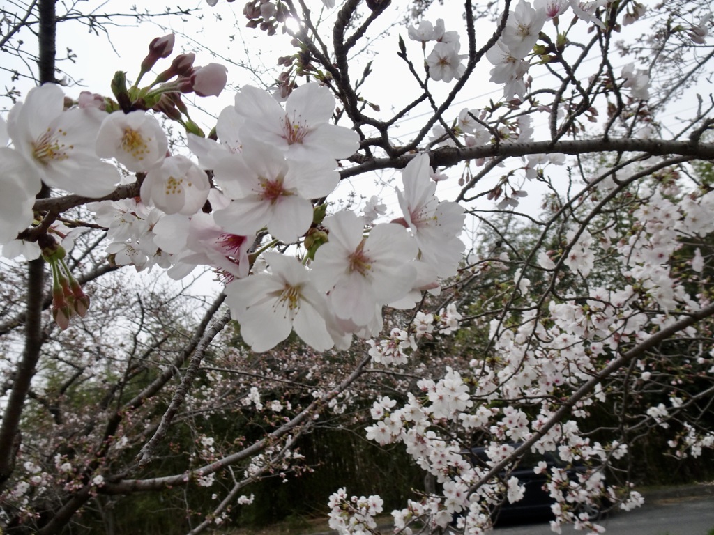 20240402花3