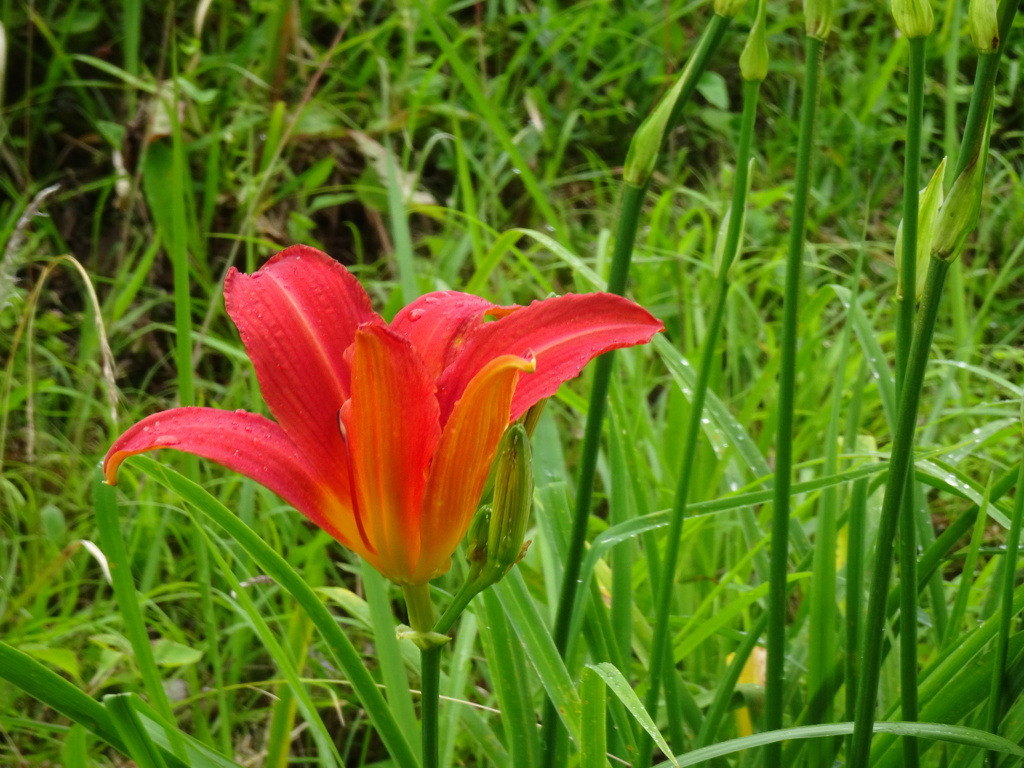 20240602花