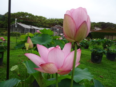 20240627花17