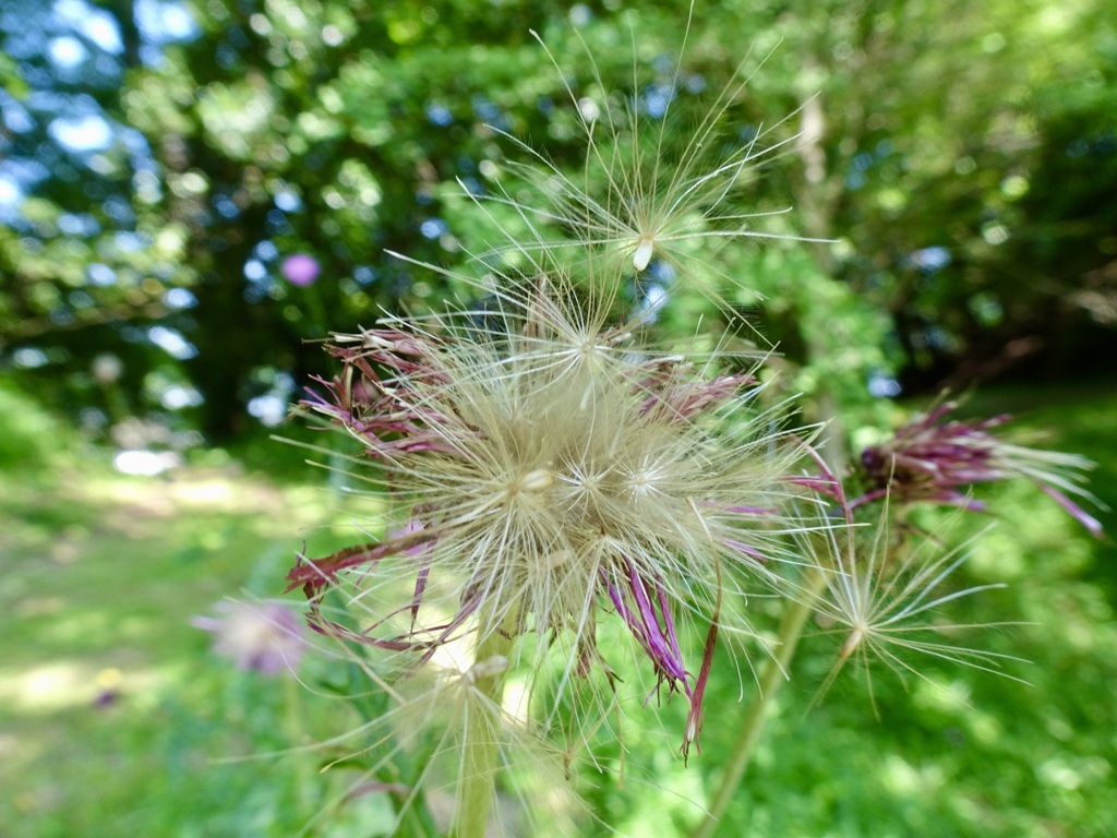 20240612花