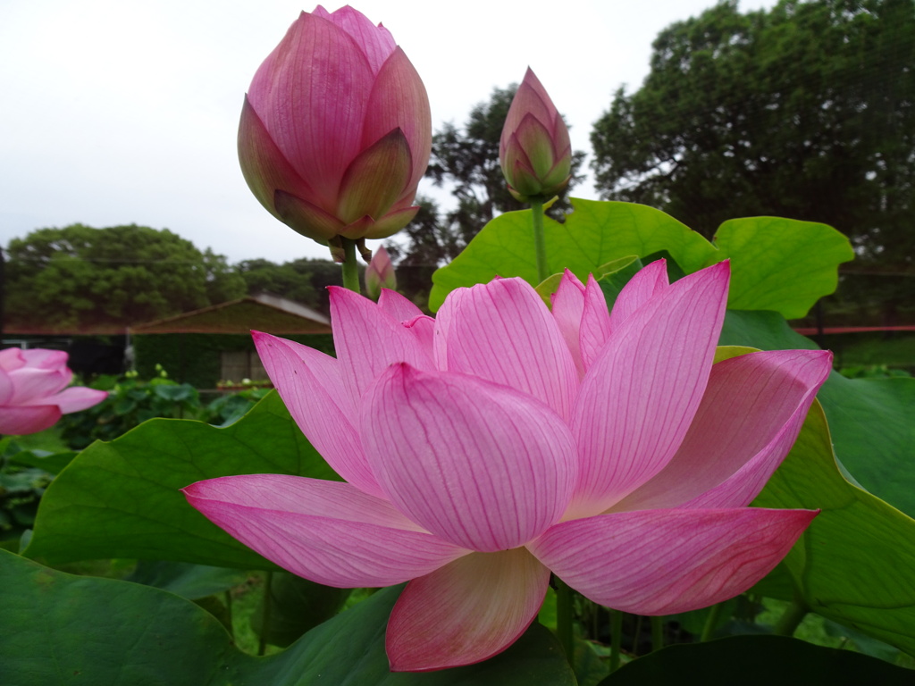20240627花18