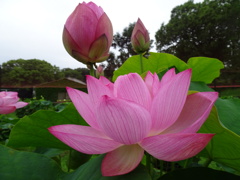 20240627花18