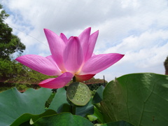 20240718花7