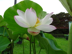 20240627花8
