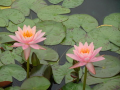 20240714花5