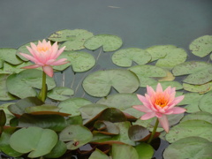 20240714花6