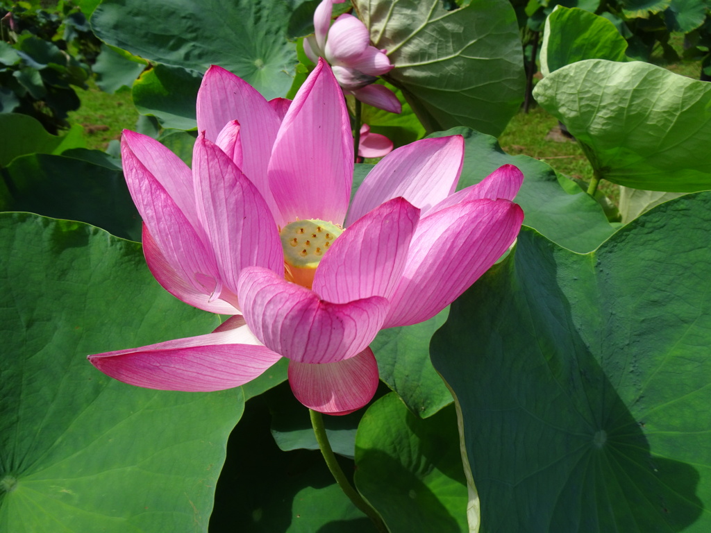20240721花11