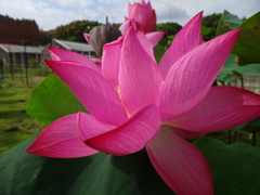 20240706花4