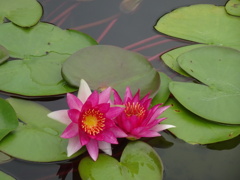 20240816花6
