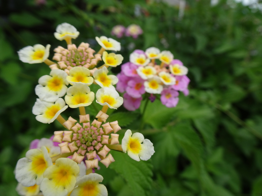 20240620花4