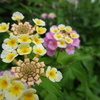 20240620花4