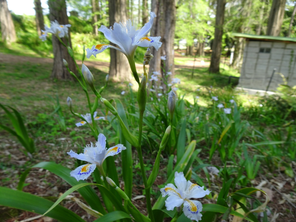 20240414花24