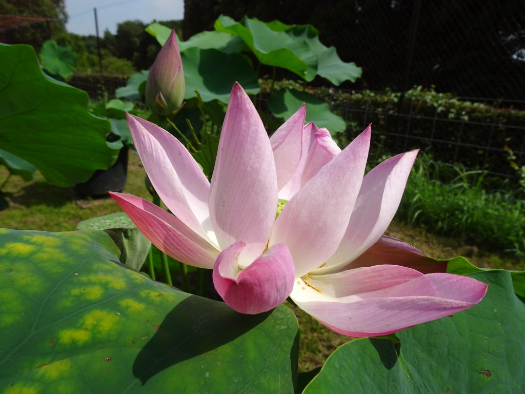 20240718花5