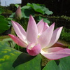 20240718花5