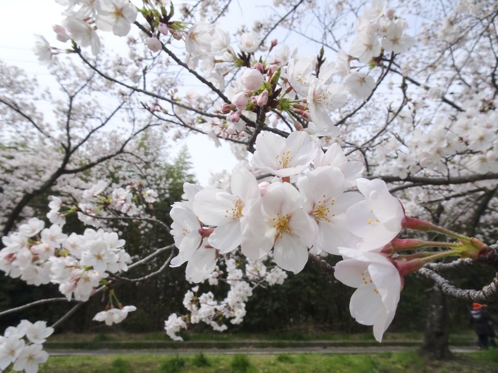 20240405花2