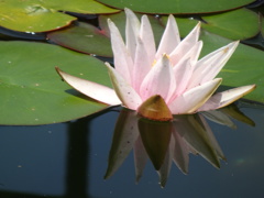 20240607花14