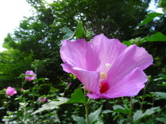 20240706花17