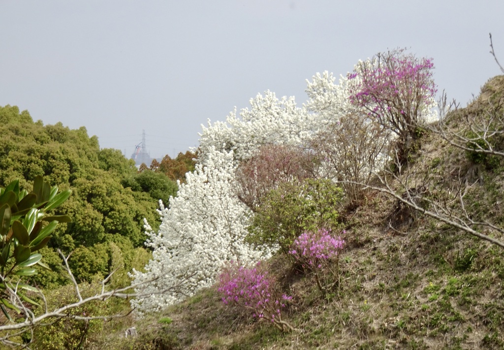 20240331花30