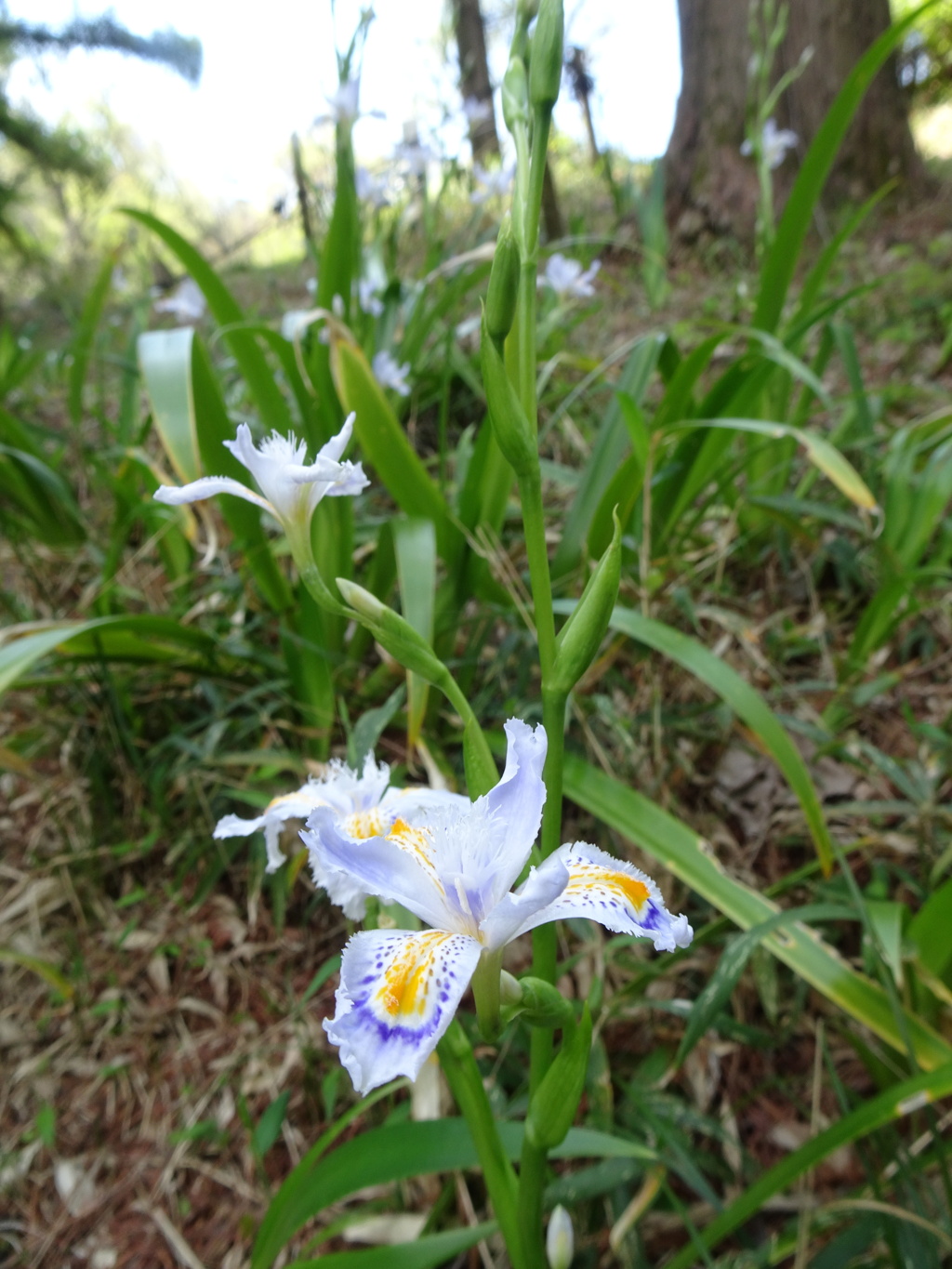 20240412花60