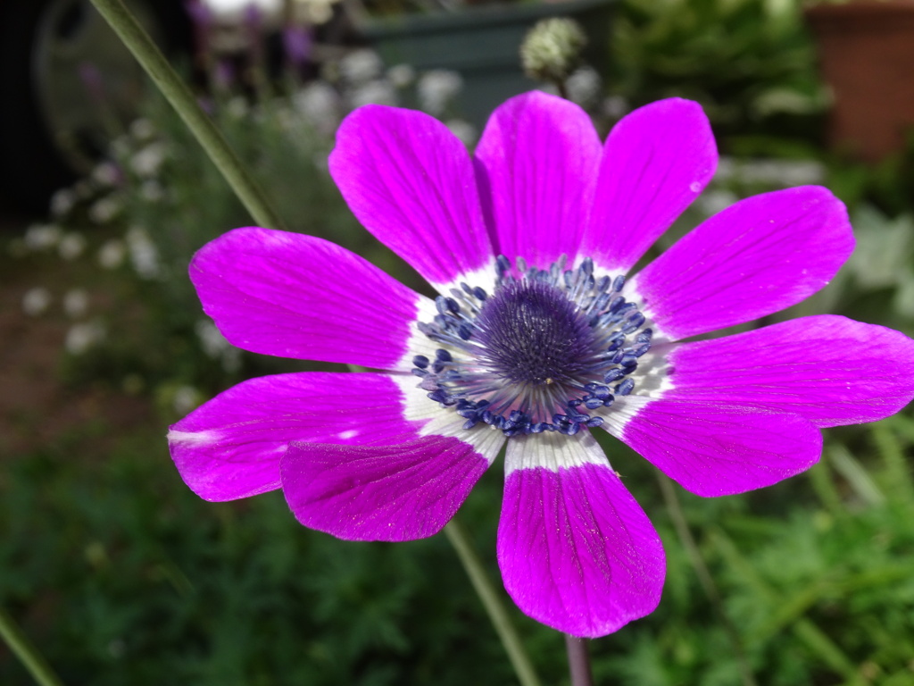 20240420花7