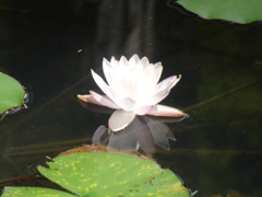 20240811花4