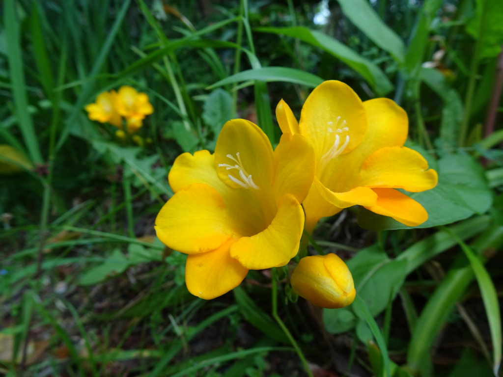 20240420花30