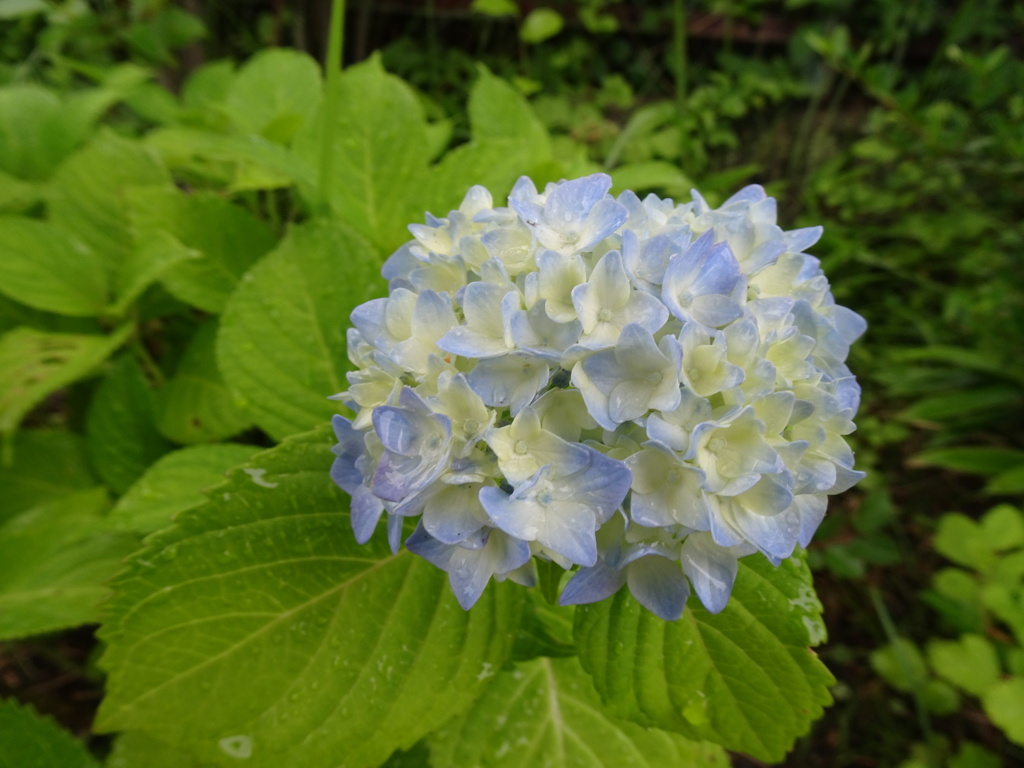 20240531花3