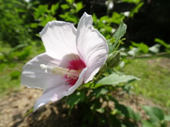 20240706花15